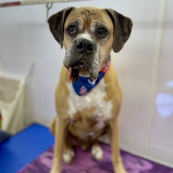 Disco Dogs Mobile Spa - Pet Groomers Near Me Disco Dogs Mobile Spa - Pet Groomers Near Me
