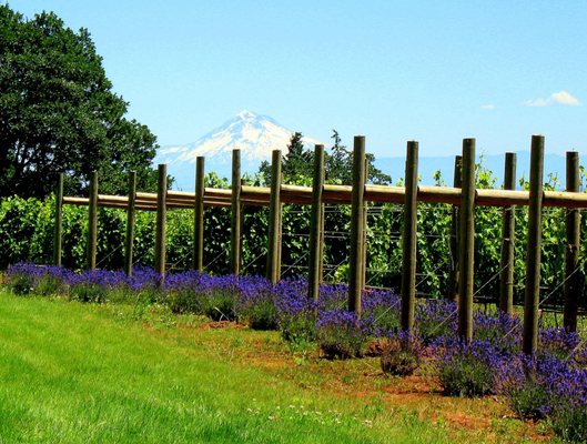 Terra Vina Wines Vineyard by null