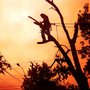 Photo of M & B Tree Service