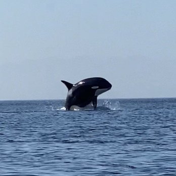 Outdoor Odysseys Sea Kayaking - Female transient Orca - Rafting/Kayaking Near Me - Friday Harbor, Washington Outdoor Odysseys Sea Kayaking - Female transient Orca - Rafting/Kayaking Near Me - Friday Harbor, Washington