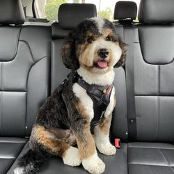Groomed By An Angell - My dog