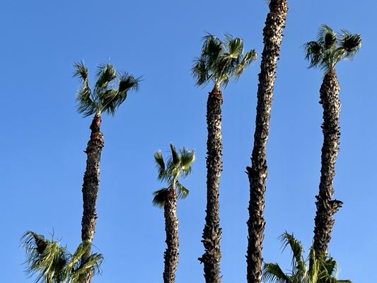 Courtyard Los Angeles Baldwin Park by null