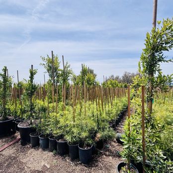Silva Wholesale Nursery - Wholesalers Near Me - Los Angeles, California Silva Wholesale Nursery - Wholesalers Near Me - Los Angeles, California