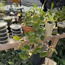 WonkaPlants - Pilea peperomioides, spores, alocasia
