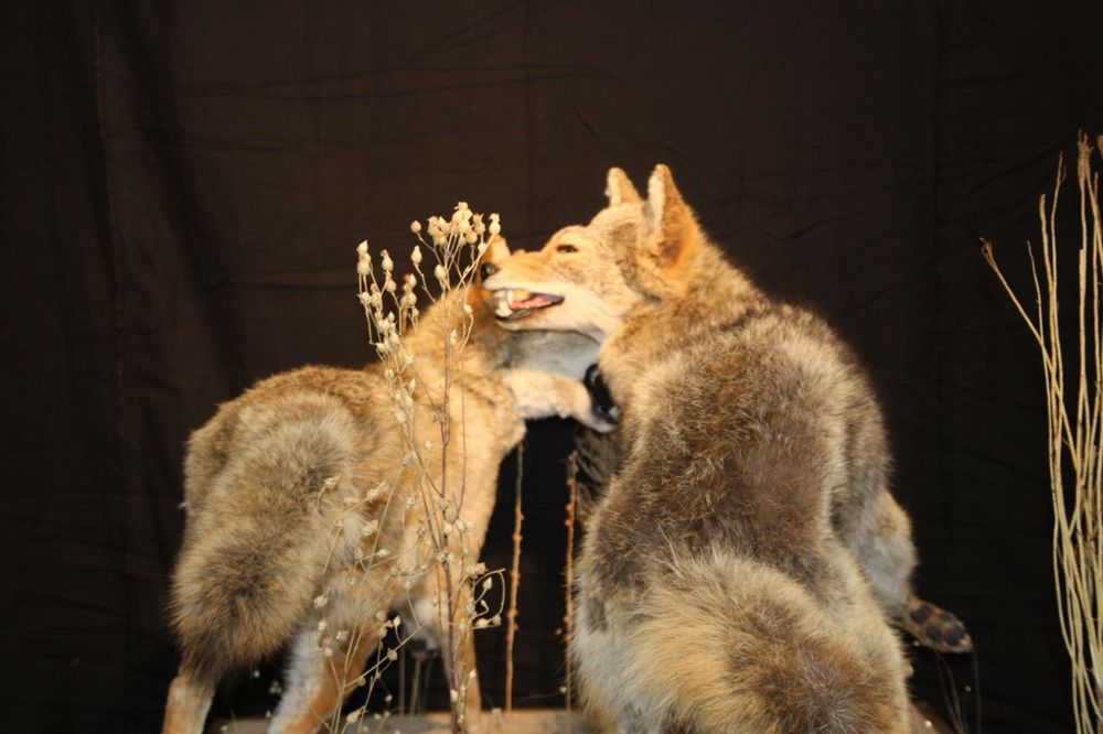 Longtab Taxidermy - taxidermy in Monument, CO