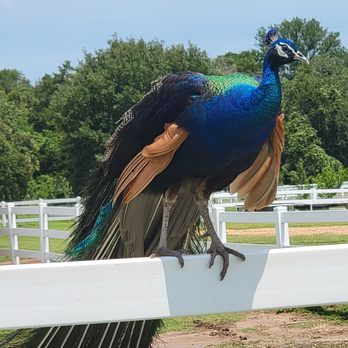 Milk & Honey Ranch - Resident peacock - Bed & Breakfast Near Me - Burton, Texas Milk & Honey Ranch - Resident peacock - Bed & Breakfast Near Me - Burton, Texas