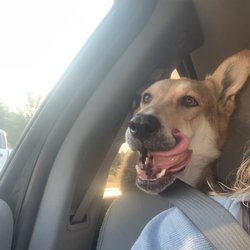The Wizard of Paws Pet Salon - Here's my anxious boy howling at me because we didn't stay inside.