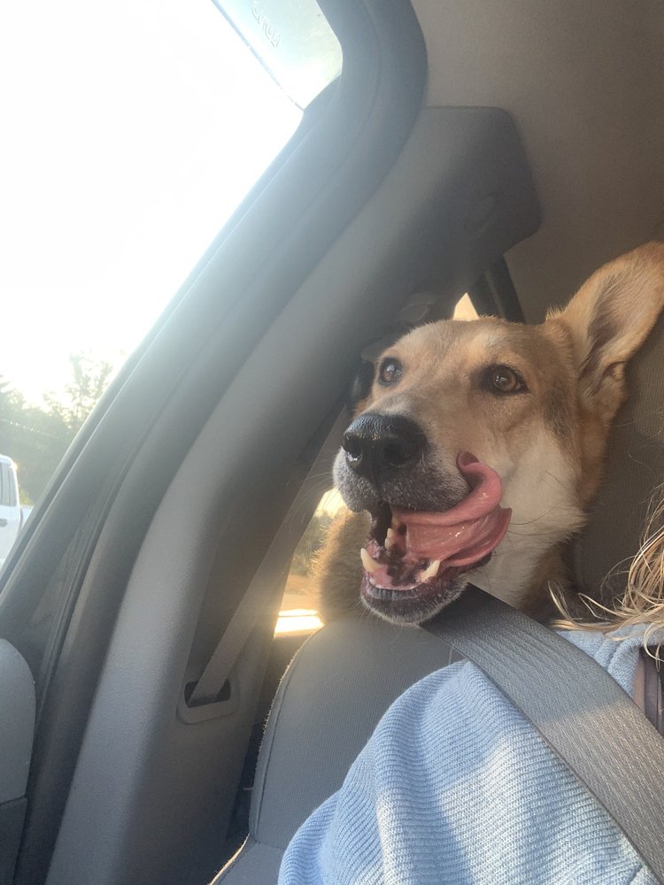 THE WIZARD OF PAWS PET SALON Updated September 2024 18 Photos & 30