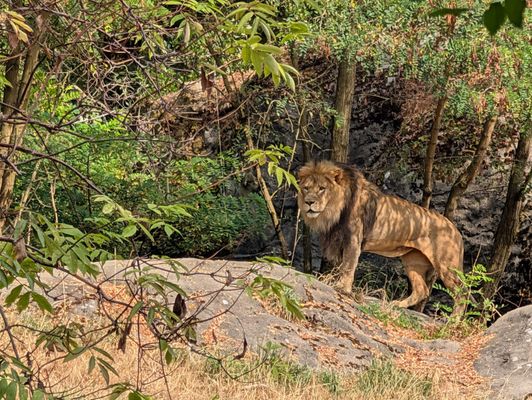 Woodland Park Zoo by null