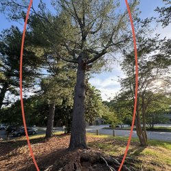 Jeff Tree Service