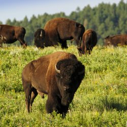 Terry Peak Chalets - Where the Buffalo Roam