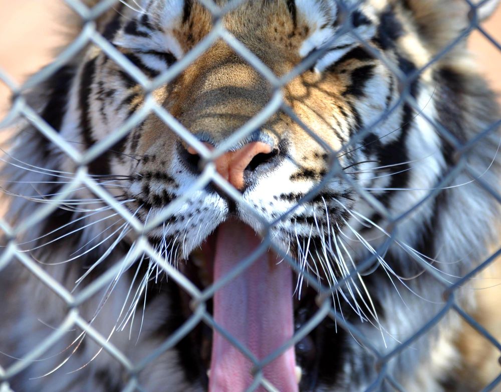 Out of Africa Wildlife Park, Camp Verde Roadtrippers