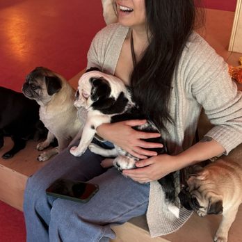 Cuppa Pug - Themed Cafes Near Me - Escondido, California Cuppa Pug - Themed Cafes Near Me - Escondido, California