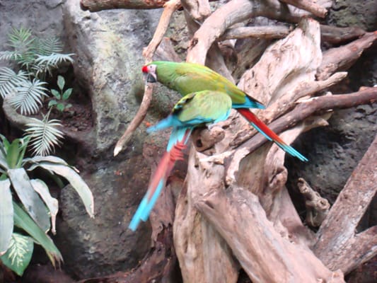 Aquarium of Veracruz by null