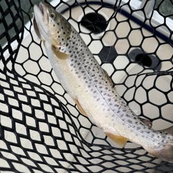 Brown trout out of Big Bear Lake