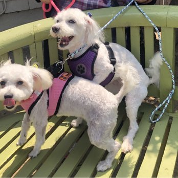 Animal Kingdom - Two happy girls! Thanks Animal Kingdom! - Pet Groomers Near Me - Colton, California Animal Kingdom - Two happy girls! Thanks Animal Kingdom! - Pet Groomers Near Me - Colton, California