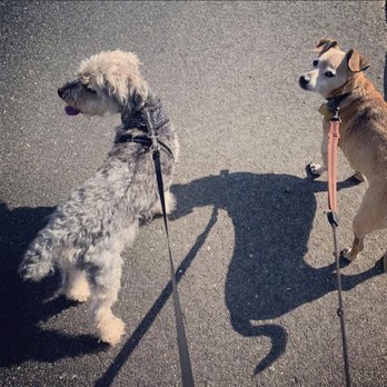 Furry Care - Dog Walkers Near Me