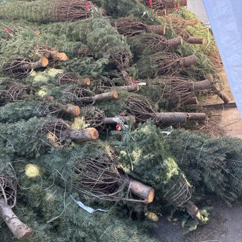 Christmas Tree King - Fresh cut trees - Christmas Trees Near Me - Baldwin Park, California