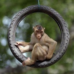 Tire Monkey - Waiting Area