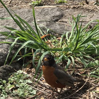 Central Park Conservancy - Parks Near Me - New York, New York