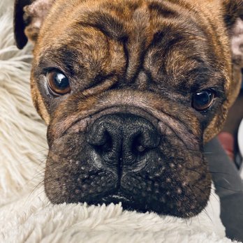 Salon Dog - Pet Groomers Near Me - Chicago, Illinois Salon Dog - Pet Groomers Near Me - Chicago, Illinois
