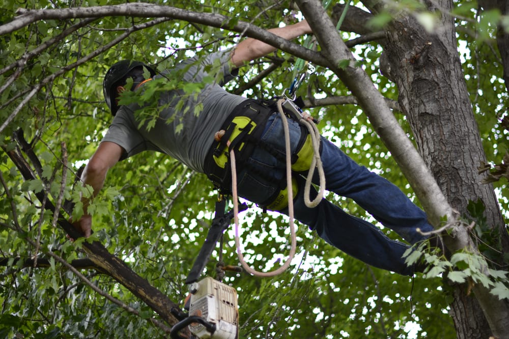 Certified Tree Tech - tree service in Springfield, MO