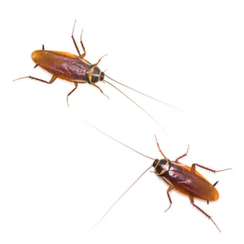 Aardvark Exterminating - Athens Pest Control - Pest Control Near Me - Athens, Georgia Aardvark Exterminating - Athens Pest Control - Pest Control Near Me - Athens, Georgia