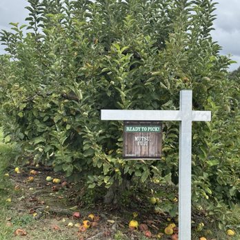 Stepp's Hillcrest Orchard - Each apple type has a sign - Pick Your Own Farms Near Me - Hendersonville, North Carolina Stepp's Hillcrest Orchard - Each apple type has a sign - Pick Your Own Farms Near Me - Hendersonville, North Carolina
