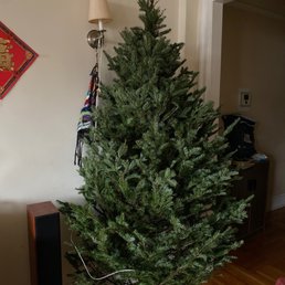 Freshly delivered tree waiting to be decorated! Freshly delivered tree waiting to be decorated!