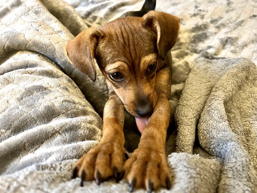 DOGGIE DETAILERS MOBILE GROOMING Updated August 2024 12 Photos & 20