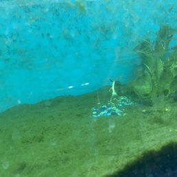 Dead fish everywhere. I wouldn't buy anything from here all their tanks are in horrible conditions Dead fish everywhere. I wouldn't buy anything from here all their tanks are in horrible conditions