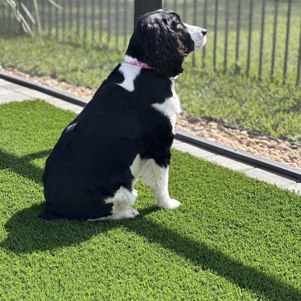 All Tails Pet Spa - Our girl with a "puppy" cut. - Pet Groomers Near Me - Jacksonville, Florida All Tails Pet Spa - Our girl with a "puppy" cut. - Pet Groomers Near Me - Jacksonville, Florida