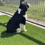 Photo of All Tails Pet Spa