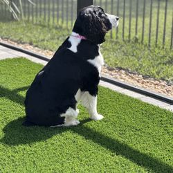 All Tails Pet Spa - Our girl with a "puppy" cut.