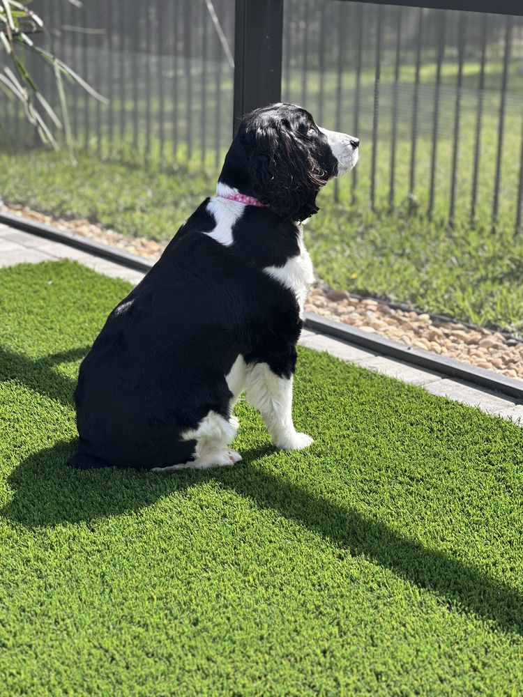All Tails Pet Spa Image