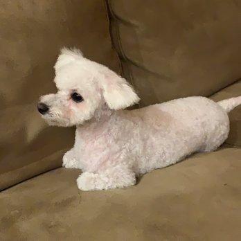 Classy Canine's Wiggle Rumps - Pet Groomers Near Me - Castrovalley, California Classy Canine's Wiggle Rumps - Pet Groomers Near Me - Castrovalley, California