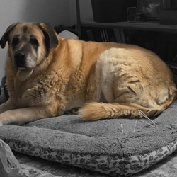 Kokopelli Animal Clinic - We love and miss you Bow!