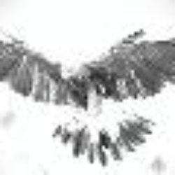 Gunhawk Firearms
