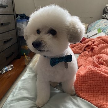 Dog Gone Pretty - After cut - Pet Groomers Near Me - Huntington Beach, California