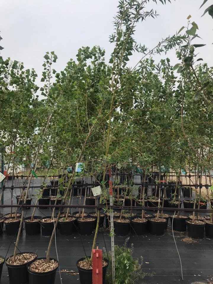 HARVEST GARDENS Updated September 2024 33 Photos 62 1st St S