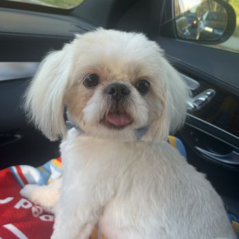 Doggie Couture - Pet Groomers Near Me - Rancho Cucamonga, California Doggie Couture - Pet Groomers Near Me - Rancho Cucamonga, California