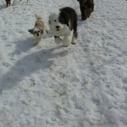 Happy Tails Pet Resort