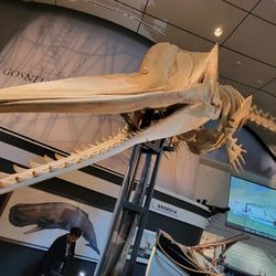 Whaling Museum - Sperm Whale