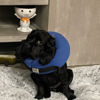 Petco - cone - Pet Training Near Me - Sanford, Florida Petco - cone - Pet Training Near Me - Sanford, Florida