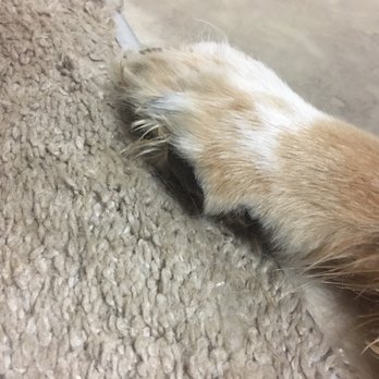 A Dog Eared Corner Pet Grooming - Pet Groomers Near Me - Columbia, South Carolina