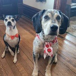 T L Pet Grooming - Clean, nails clipped, and lookin' good!