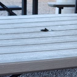 Bird boo boo