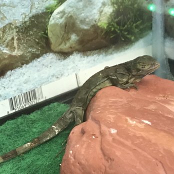 Irene's - dying baby iguanas - Flowers & Gifts Near Me - Atlantic City, New Jersey