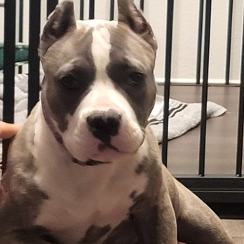 Southeast Bully Kennels - Pet Breeders Near Me