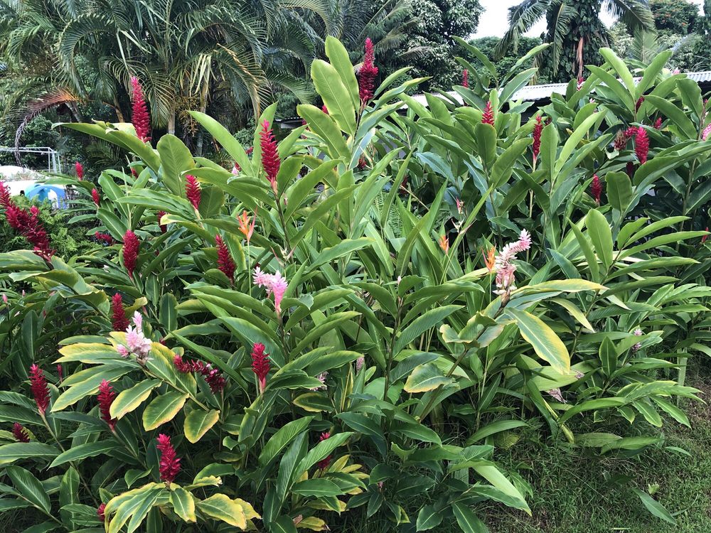 Hana Maui Vacation Rentals
